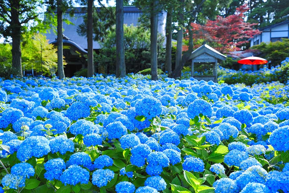 雲昌寺（うんしょうじ）