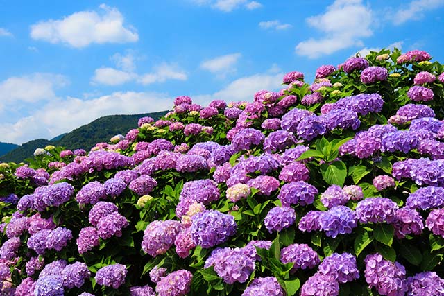 開成町 あじさいの里
