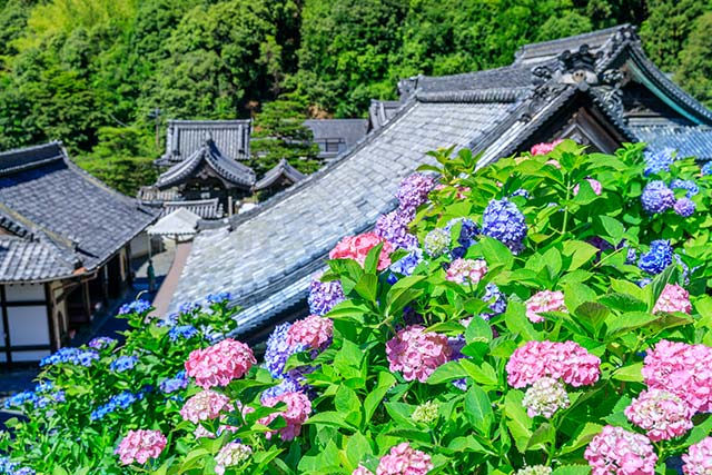 柳谷観音 楊谷寺