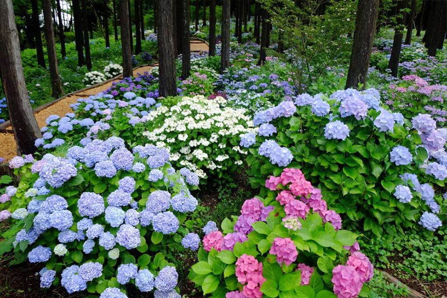 三島スカイウォーク