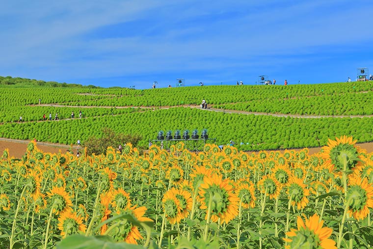 国営ひたち海浜公園