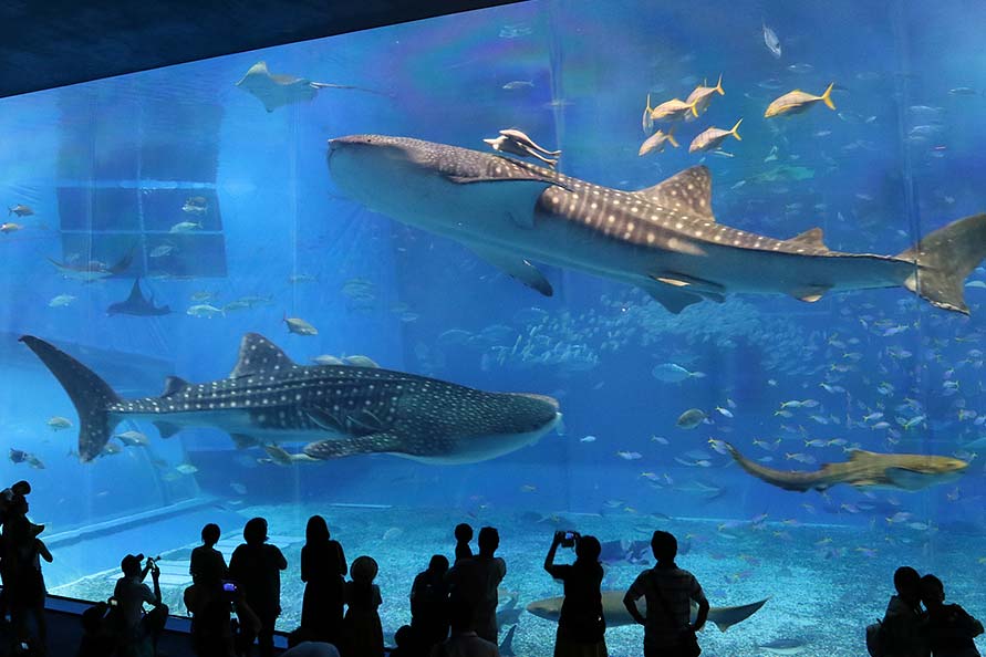 沖縄美ら海水族館