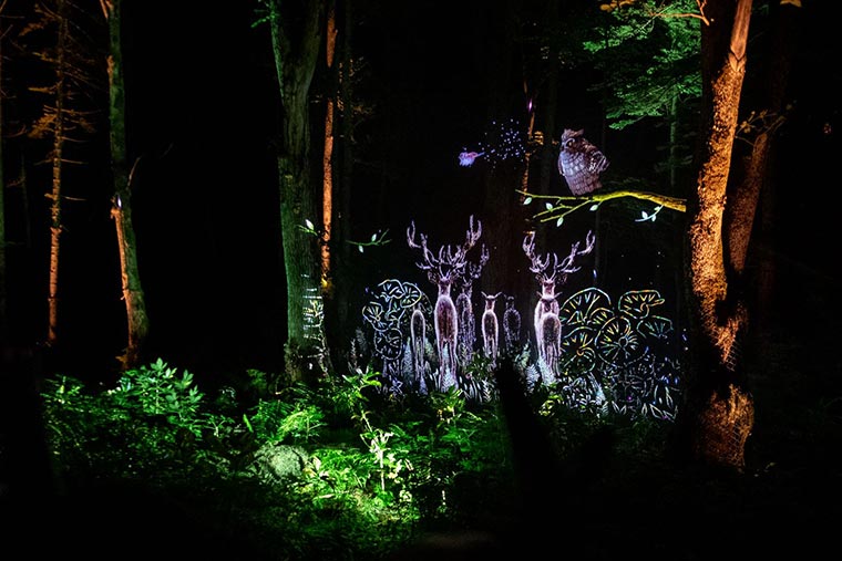 阿寒湖の森ナイトウォーク　KAMUY LUMINA（カムイルミナ） ©MOMENT FACTORY