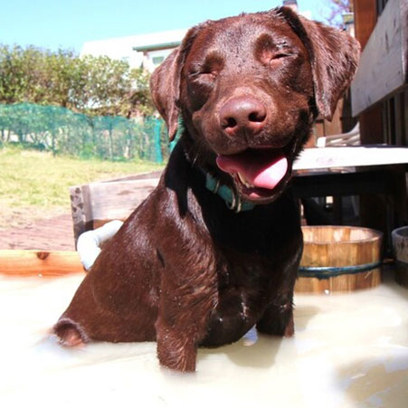 箱根強羅グアムドッグ本店 「ハファダイ」