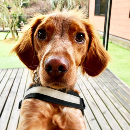 愛犬と癒しのアジアンリゾート　海宿　太陽人「ゴーヤ」