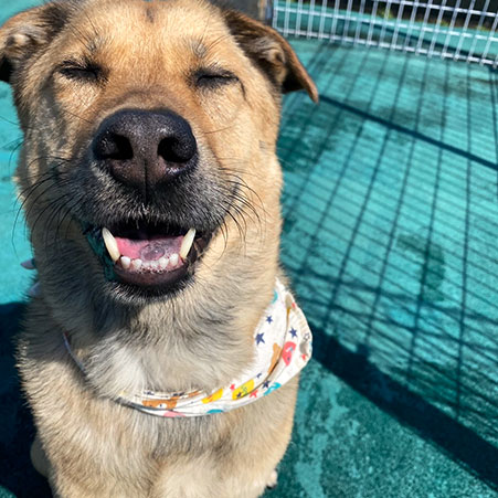 鳥羽わんわんパラダイスホテル「ミナト」