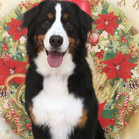 湯の宿　清盛　ペットと一緒にお泊り 「ジュリー」