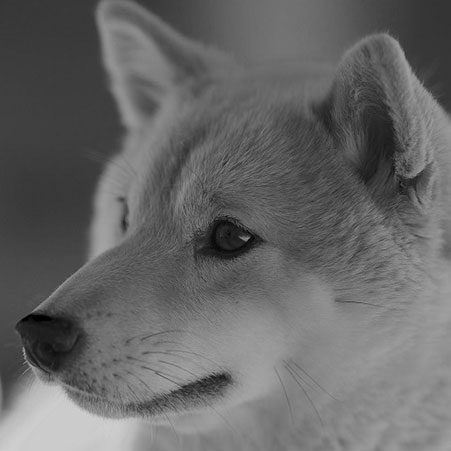 古民家食堂六代目へいじ「いかり娘（こ）」