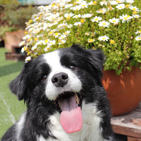 伊豆高原わんわんパラダイスホテル「小春」