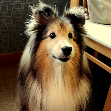 伊東温泉　愛犬と泊まれる宿アップルシード 「さくら」