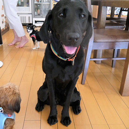 愛犬と泊まる美食と露天風呂の宿　モルゲン「すず」