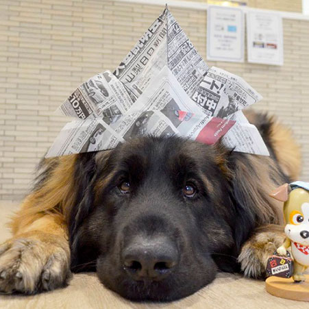 八ケ岳わんわんパラダイス「レイ」