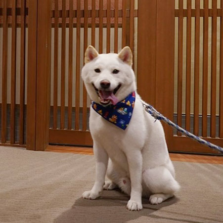 おごと温泉　暖灯館　きくのや「まめ太郎」