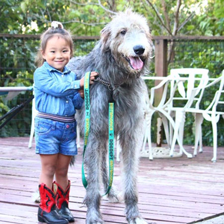 伊豆高原　ドッグリゾート　ＯＮＥ　ＭＯＲＥ（ワンモア）「ルパン二世（通称ルーニー）」