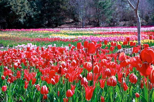 北川村「モネの庭」マルモッタン
