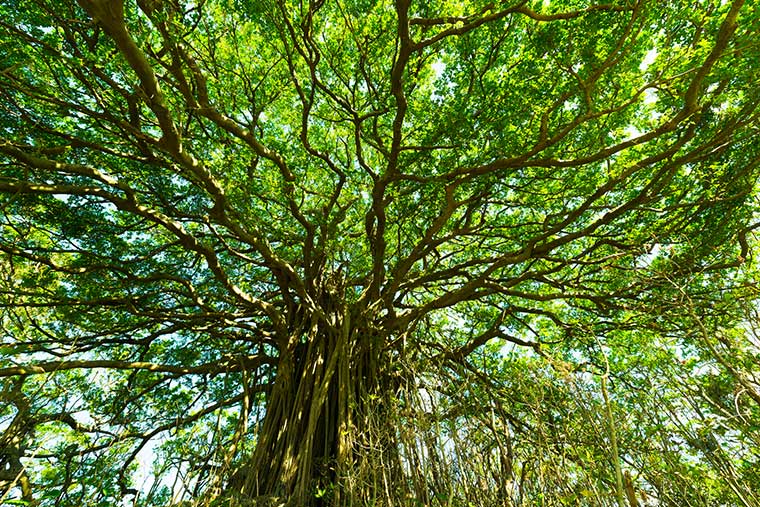 手久津久（テクヅク）の巨大ガジュマル