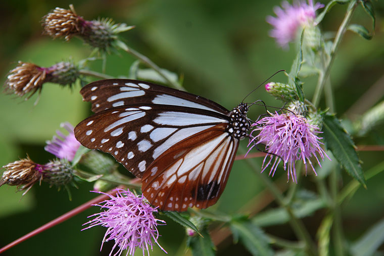 オオゴマダラ・アサギマダラ観測地