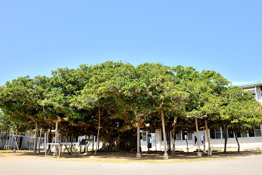 日本一のガジュマル