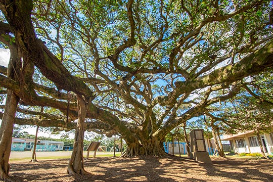 日本一のガジュマル