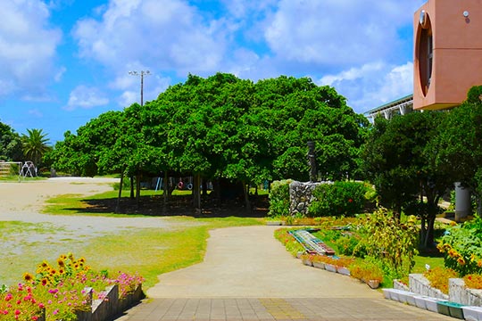 日本一のガジュマル