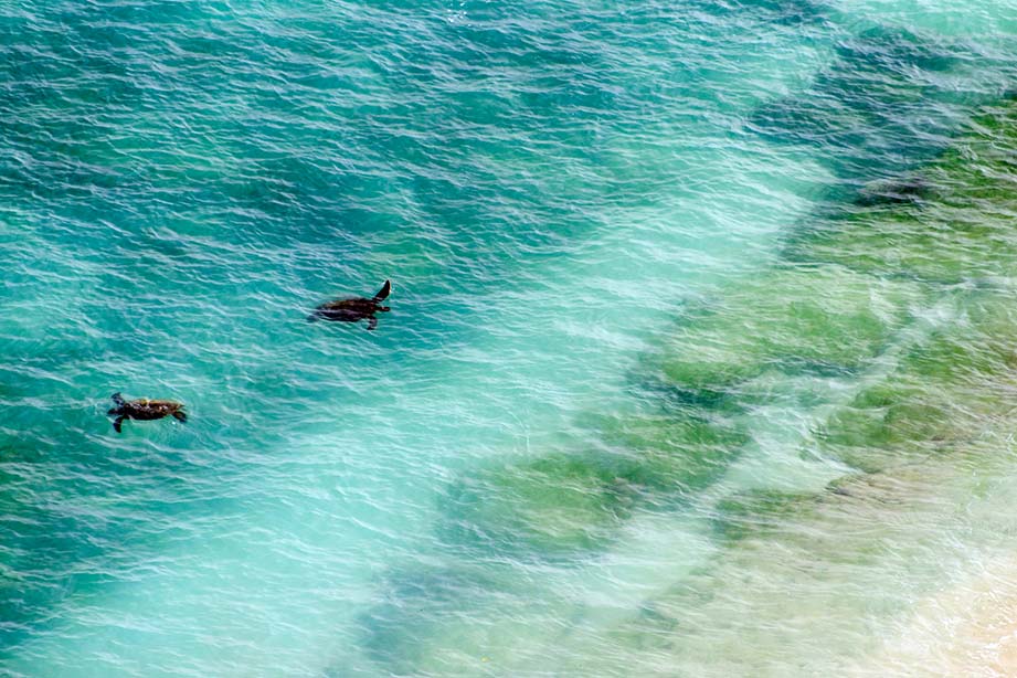 ウミガメビューポイント