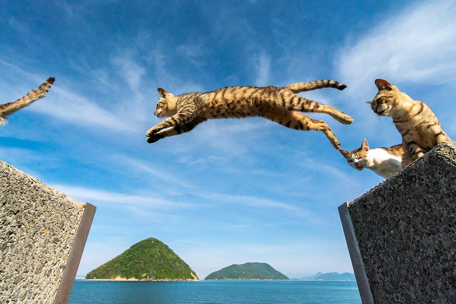 佐柳島(さなぎしま)