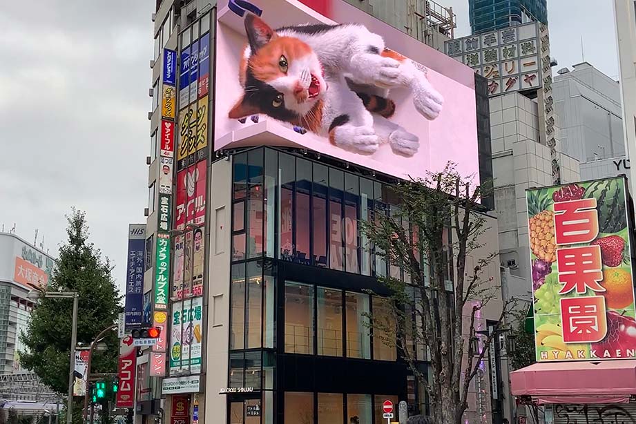 新宿東口の猫