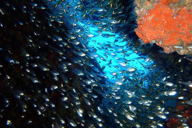 喜界島周辺のダイビングスポット