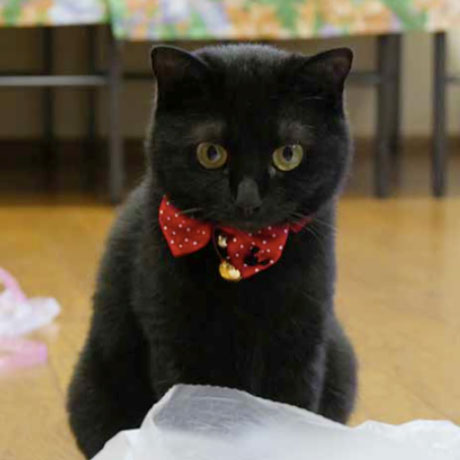 いちいの宿「ひぐま」