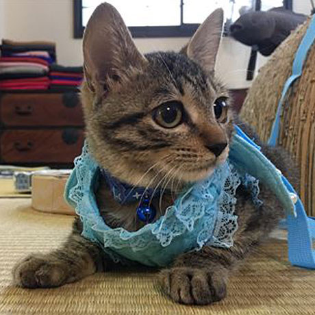 草津温泉　中村屋旅館＜群馬県＞「大吉」