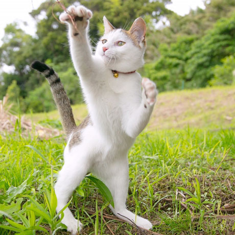 農家民宿　ニャンバーワン「幸（コウ）」