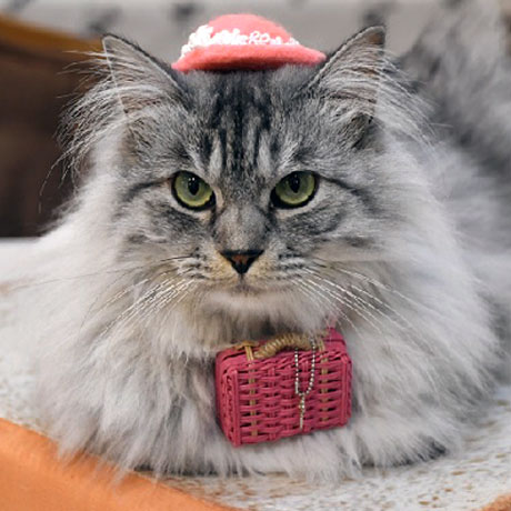 伊豆高原　猫のいるお宿　プチホテル　フロマージュ 「ミュウ」