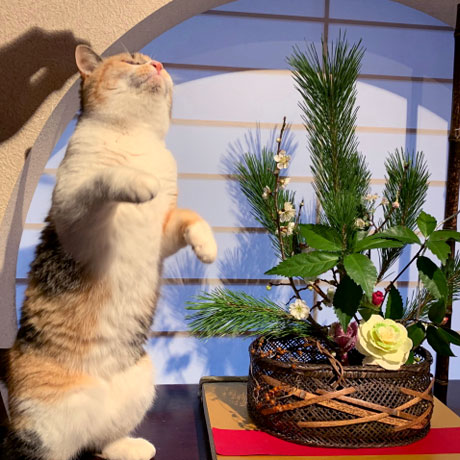 猿ヶ京温泉　山と湖の絶景に浮かぶ宿　料理旅館　樋口「こごめ」