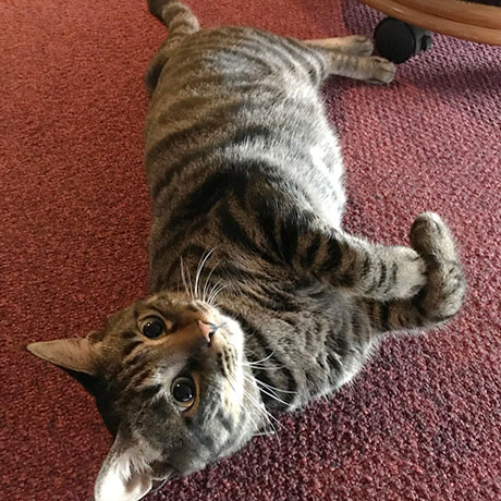 磯部温泉　夕焼け小焼けのお宿　高台旅館「とらお」