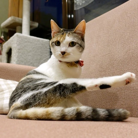 ゆふいん　笑ねこの宿「小春（こはる）」