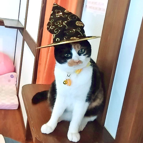 割烹旅館みなみ家 ＆ 別邸 ねこ処みなみ家「きぃ」