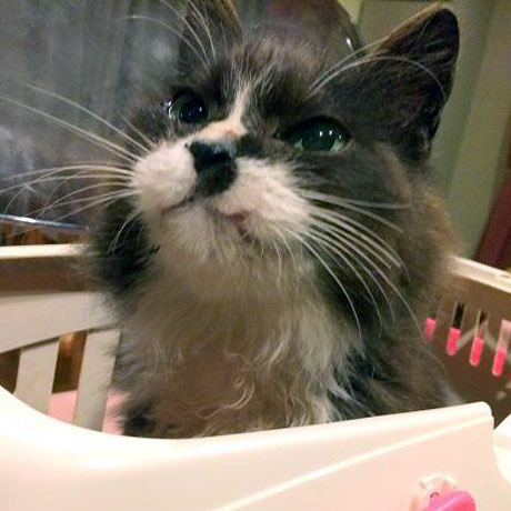 伊東温泉　愛犬と泊まれる宿アップルシード「アリエル」