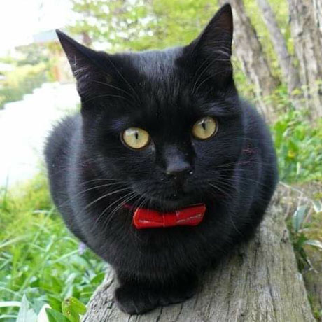 由布院温泉　オーベルゼ　レ・ボー「ジジ」