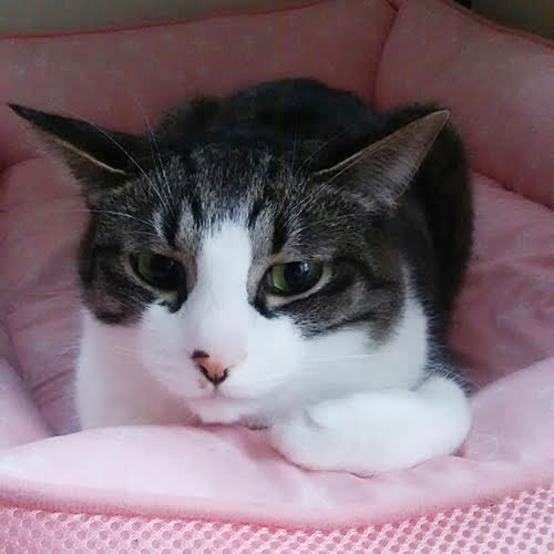 ＴＡＭＡ　ＨＯＴＥＬ「のりたま」