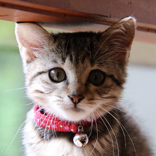 ＡＬＢＥＲＧＯ　ｄｅｌ　ｏｔｔｏ「富士子」