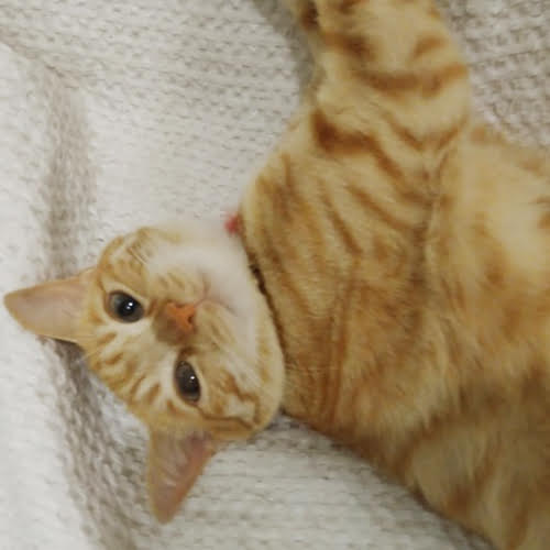 民宿　たつや旅館「サンゴ」