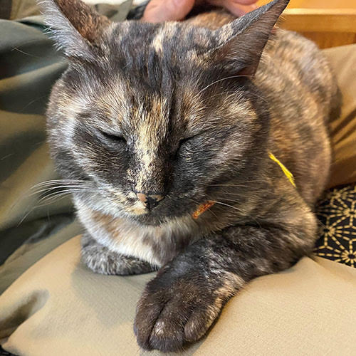 大洞窟の宿　湯楽亭「ゆな」