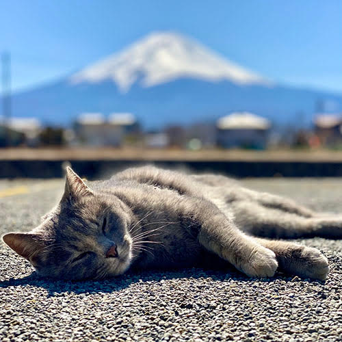 貸別荘　レイクヴィラ　河口湖「ハナ」