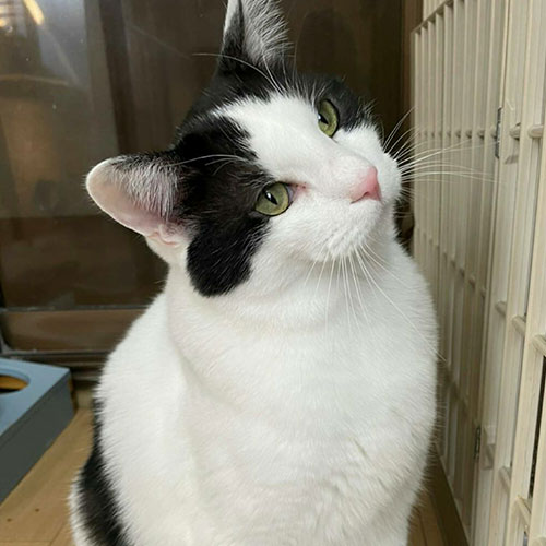 別府温泉　新玉旅館「シカマル」