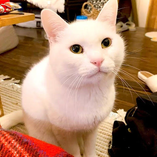 Ｍａｄ　Ｃａｔ　Ｈｏｓｔｅｌ　Ｏｓａｋａs「まる」