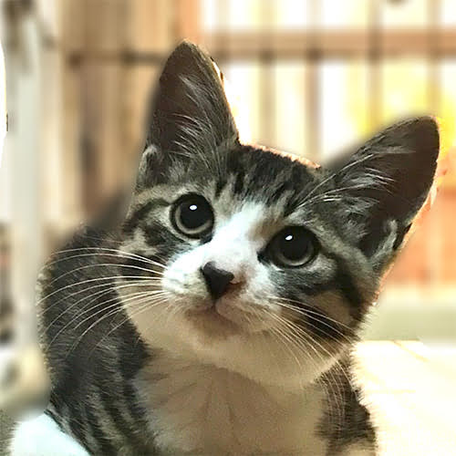 伊東温泉　愛犬と泊まれる宿アップルシード「うに」