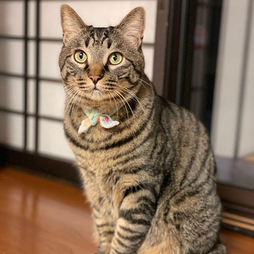 小野川温泉　亀屋万年閣「はち」