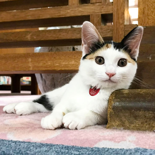 野沢温泉　桐屋旅館 「きなこ」