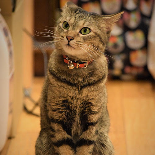 車山高原ゲストハウス　うらら「ららちゃん」