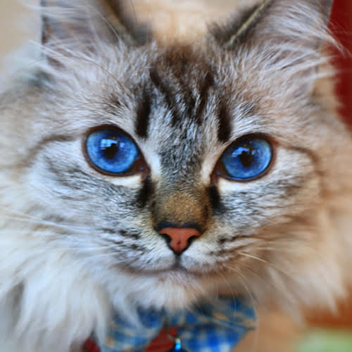 ビジネスホテル日新館「ぽぽ」